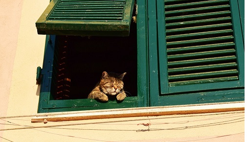 cat n window