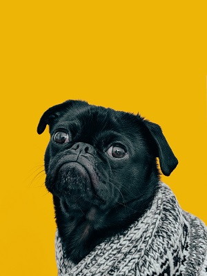 pug stress